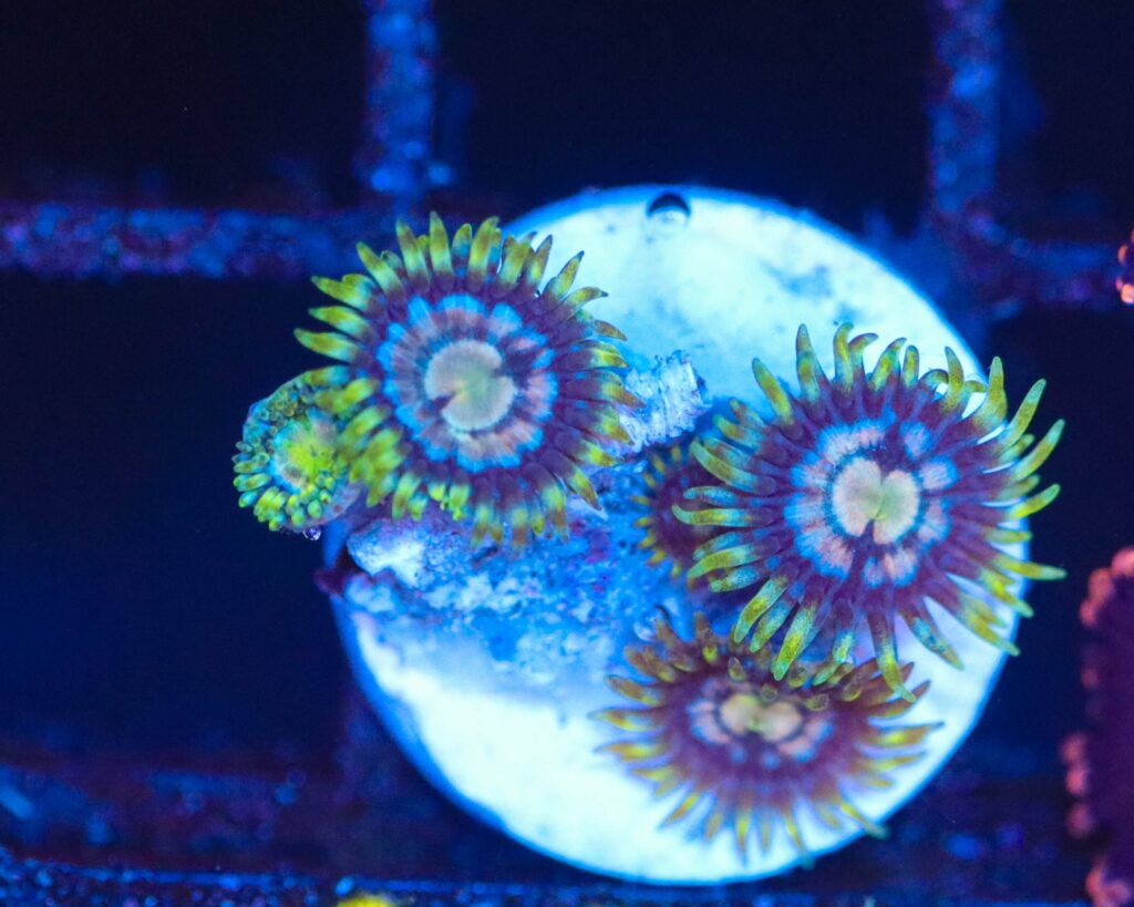 Frag Box Corals