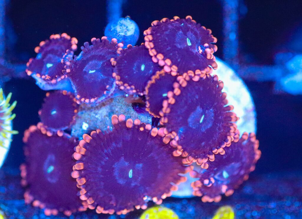 Frag Box Corals