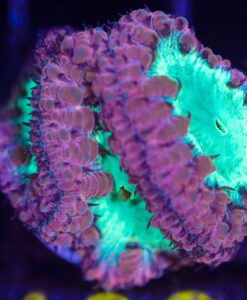 Wysiwyg Blastomussa Frag [F106]