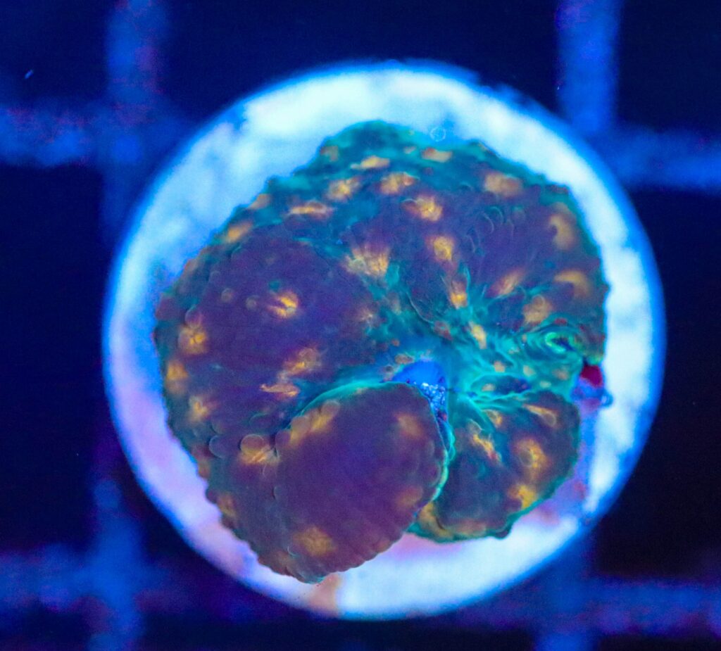 Frag Box Corals