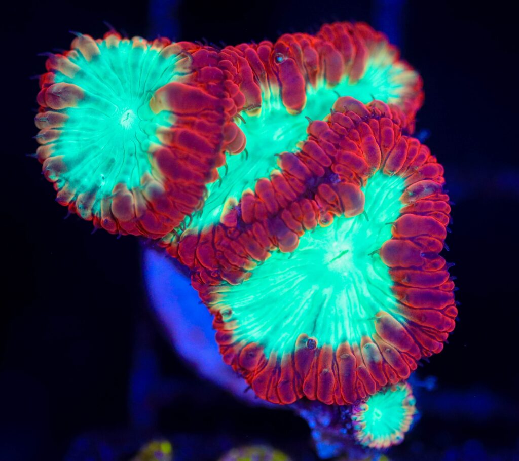 Frag Box Corals