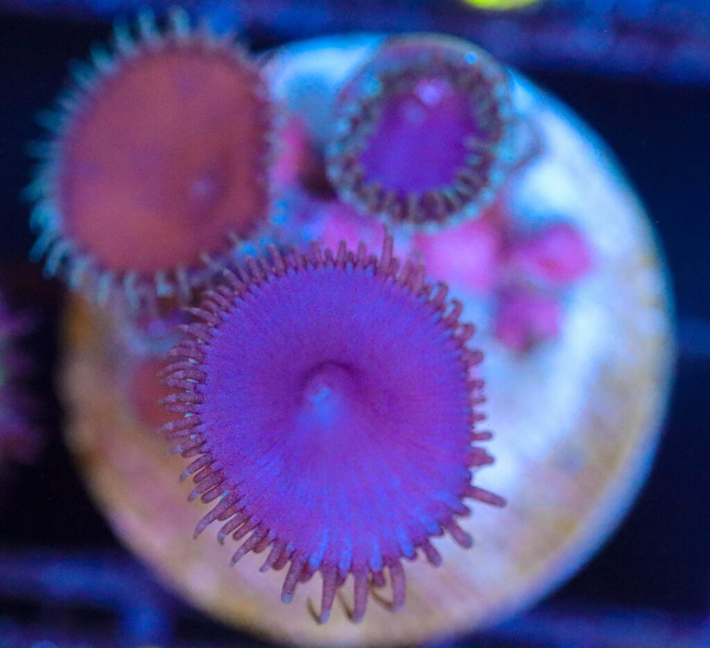 Frag Box Corals