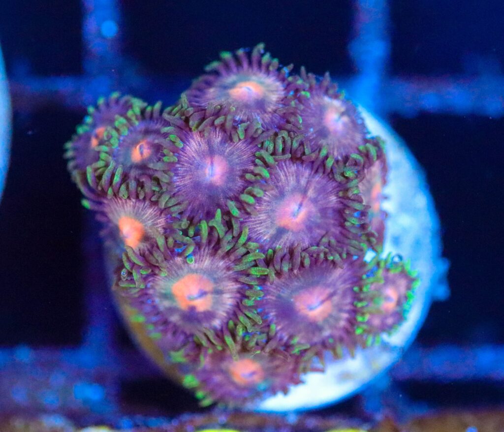 Frag Box Corals