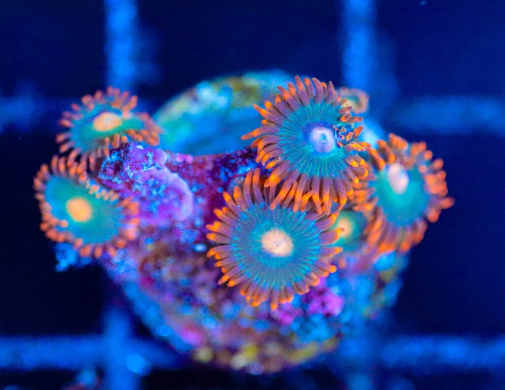 Frag Box Corals