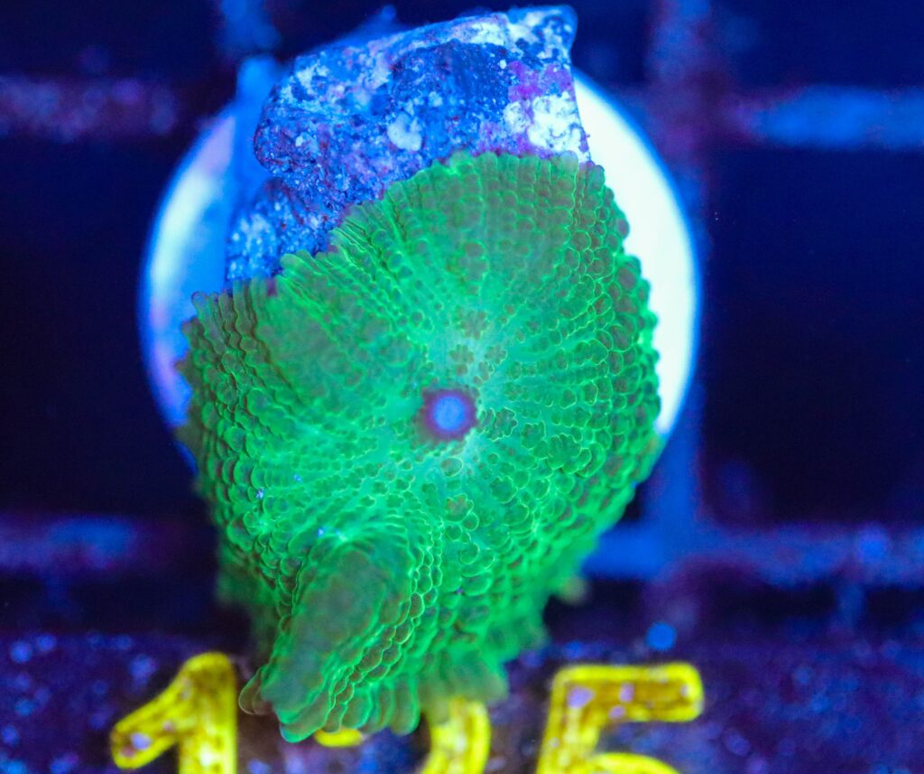 Frag Box Corals