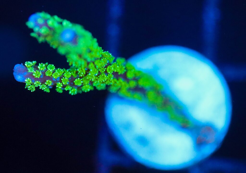 Frag Box Corals