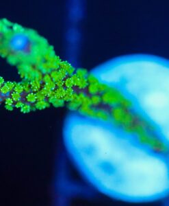 Wysiwyg  Montipora Stellata Frag  [F127]
