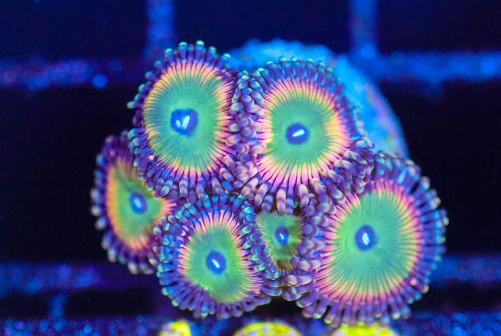 Frag Box Corals