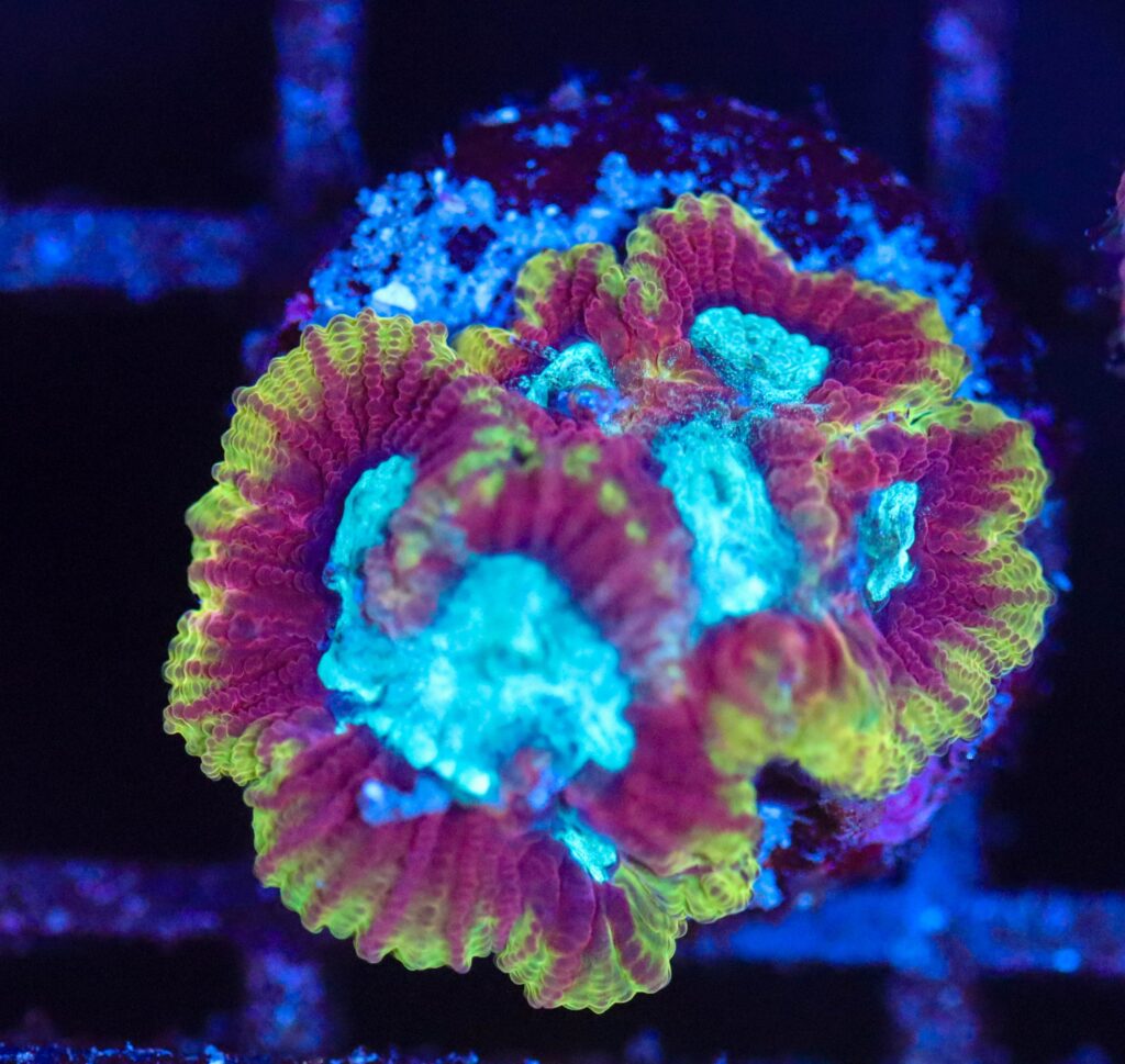 Frag Box Corals