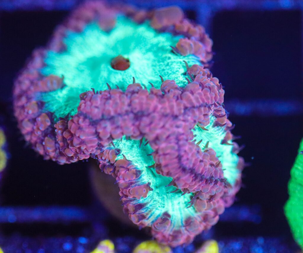 Frag Box Corals