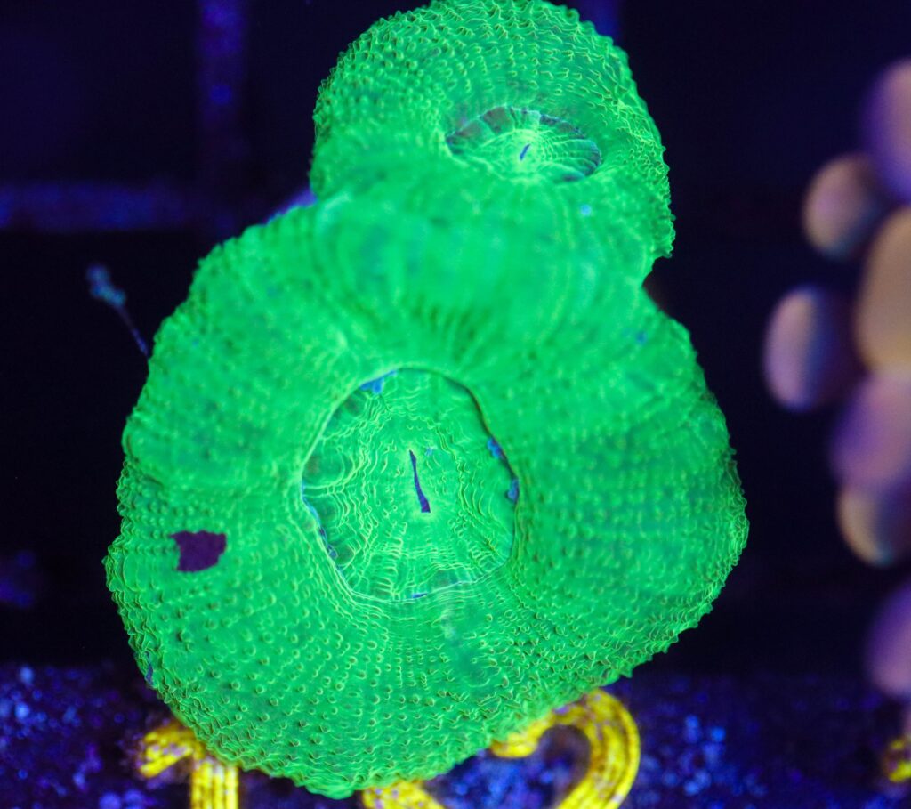 Frag Box Corals
