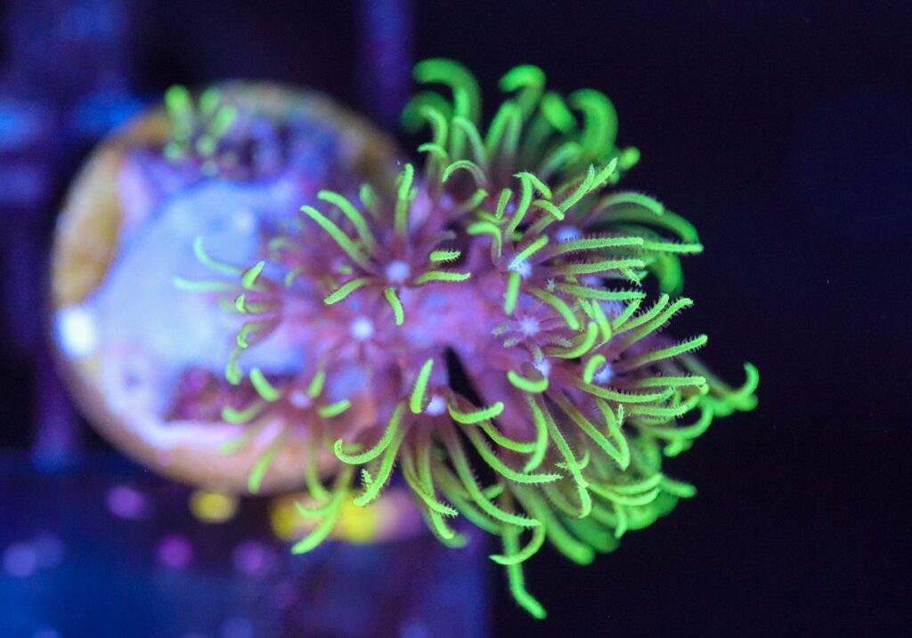 Frag Box Corals
