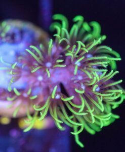 Wysiwyg Branching GSP Frag [F147]