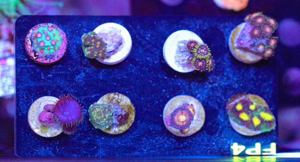 Frag Box Corals