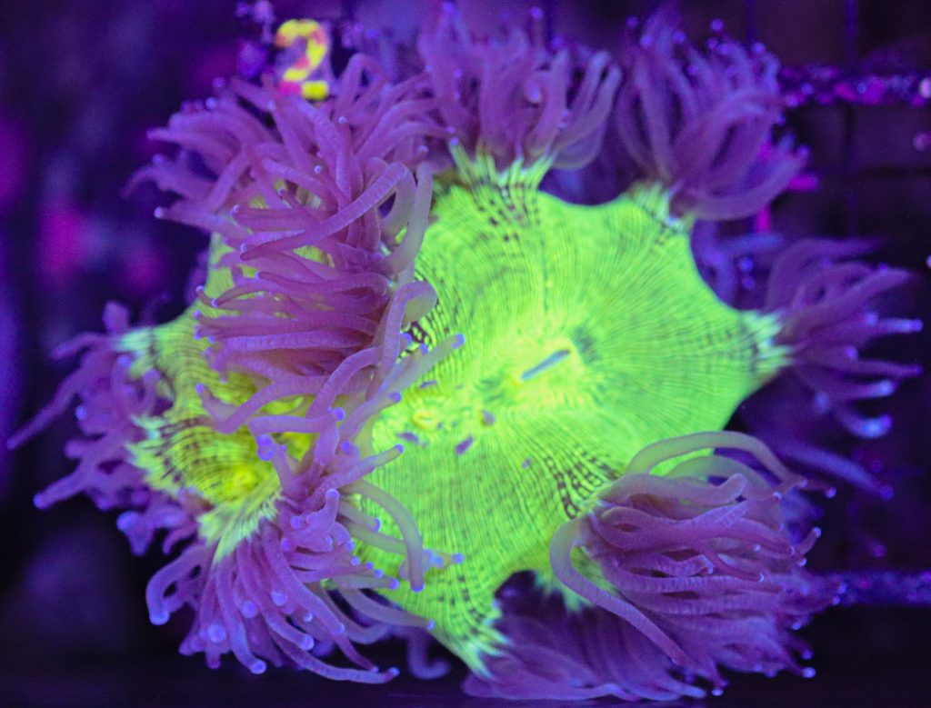 Frag Box Corals