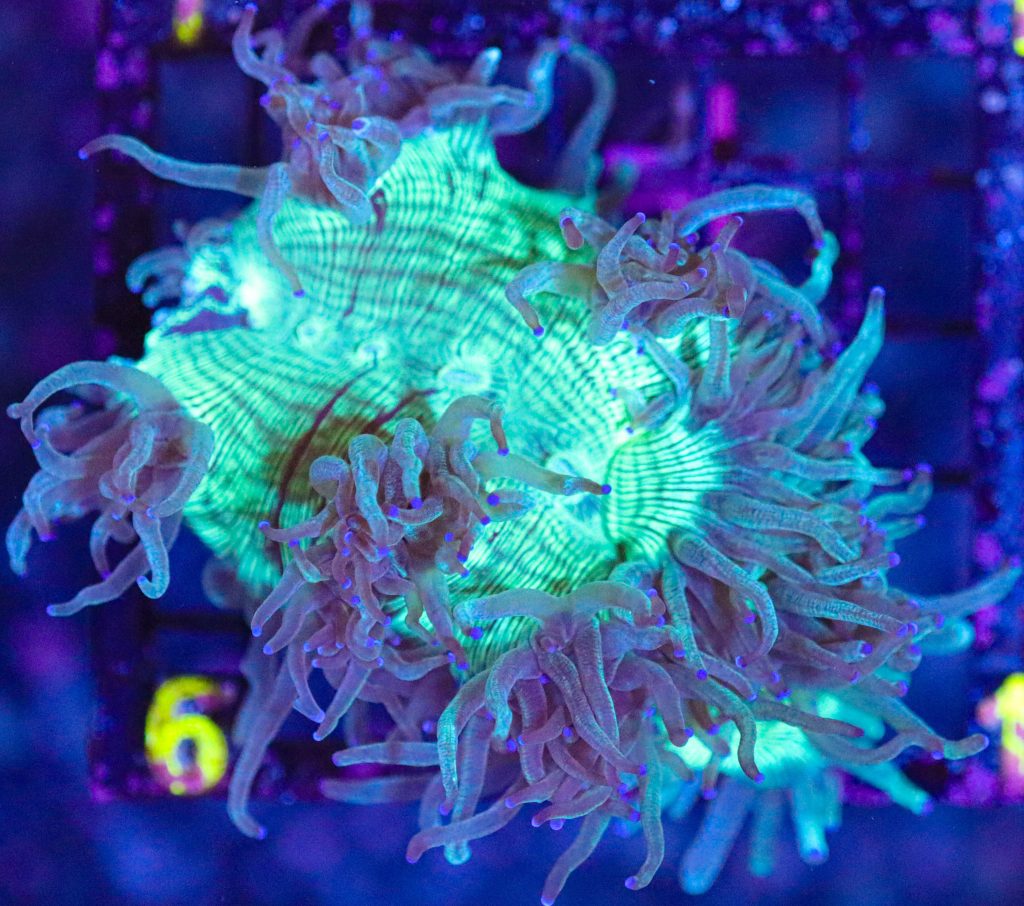 Frag Box Corals