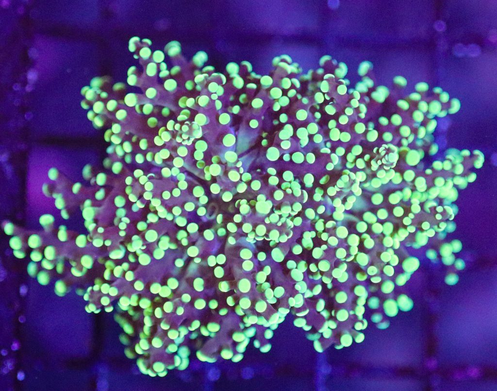 Frag Box Corals