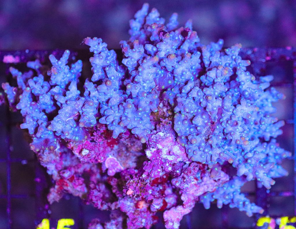 Frag Box Corals