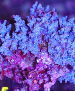 Wysiwyg Purple Branching Cyphastrea (C15) **PICK-UP ONLY**