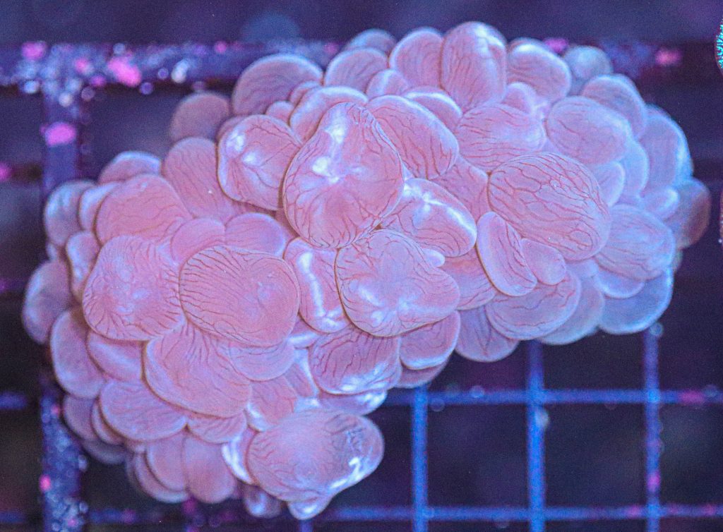 Frag Box Corals