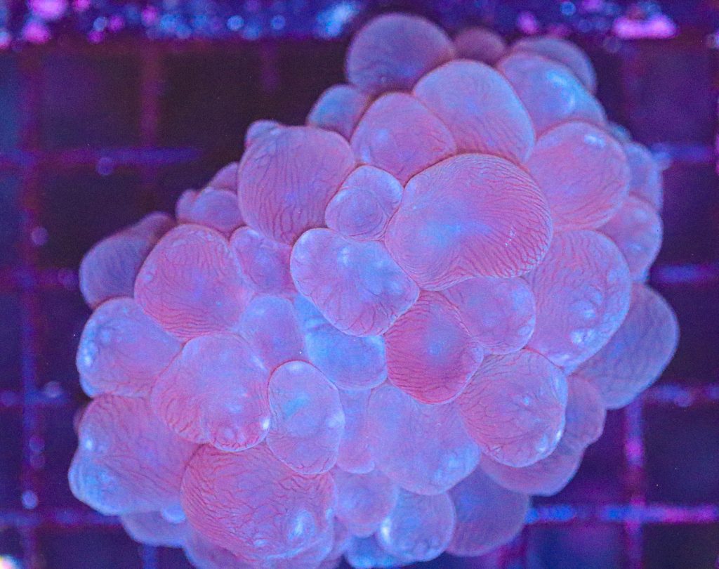 Frag Box Corals