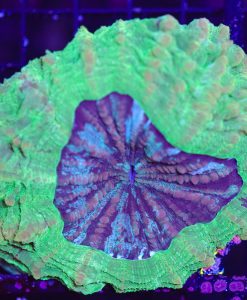 Wysiwyg Acantophyllia (C38)