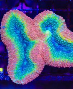 Wysiwyg Multi-Coloured Lobophyllia (C41)  *Free shipping minimum livestock spend $199*