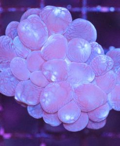 Wysiwyg Bubble Coral  (C43)