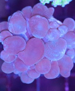 Wysiwyg Bubble Coral (C47)