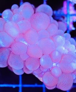 Wysiwyg Bubble Coral (C56)