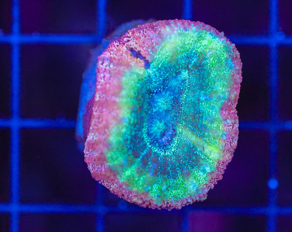Frag Box Corals