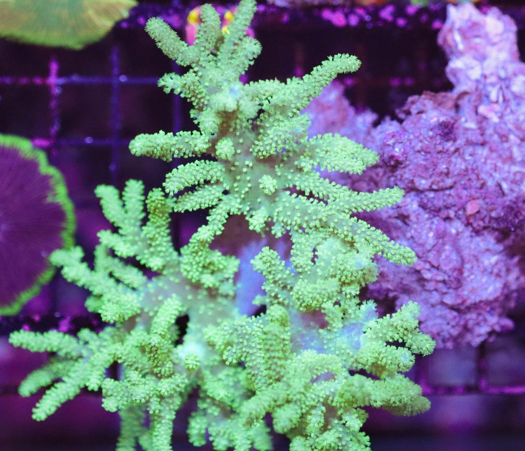 Frag Box Corals