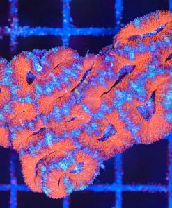 Wysiwyg Acan Coral Colony (C147)