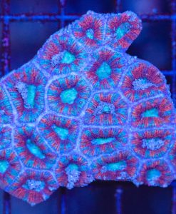 Wysiwyg FAcan Coral Colony (C152)