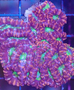 Wysiwyg Acan Coral Colony(C153)