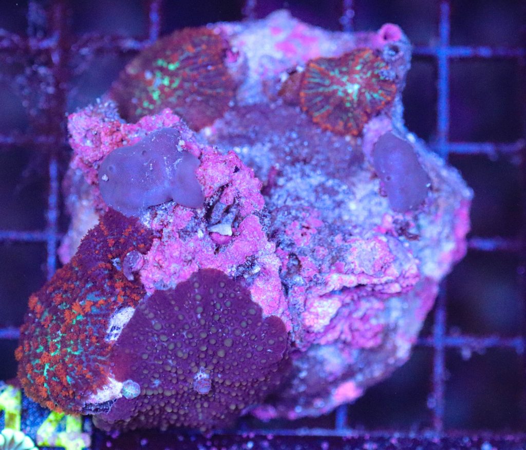 Frag Box Corals