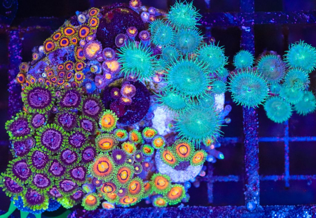 Frag Box Corals