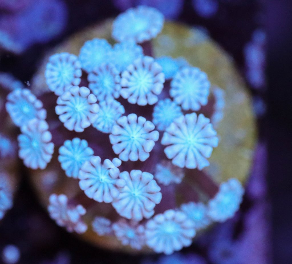 Frag Box Corals