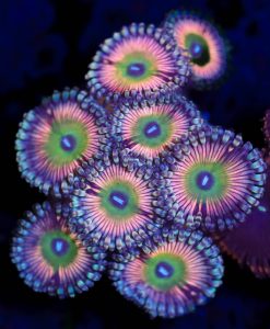 Wysiwyg Zoanthid Frag [F19]