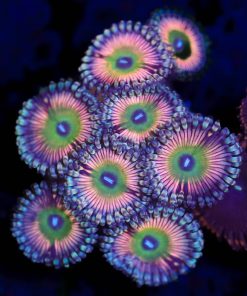 Wysiwyg Zoanthid Frag [F19]