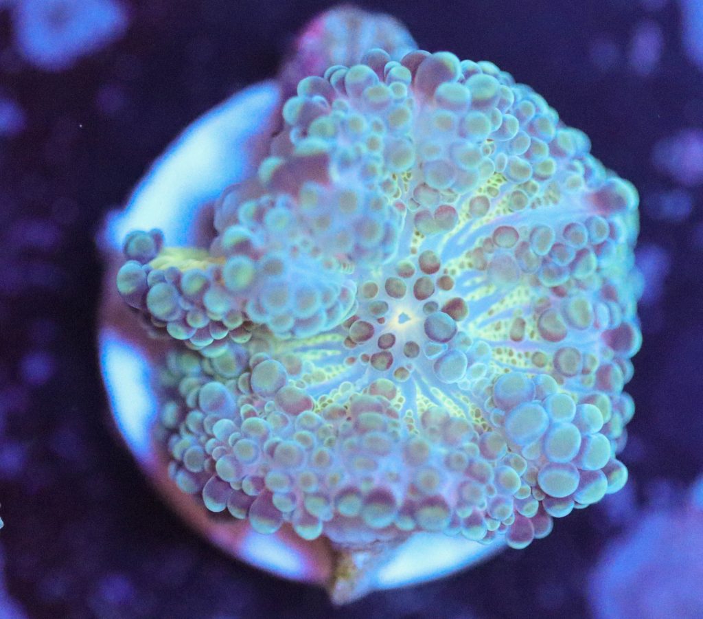 Frag Box Corals
