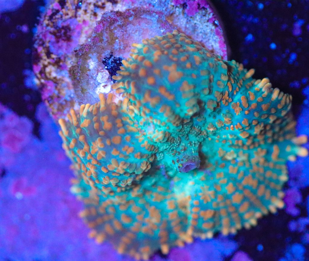 Frag Box Corals