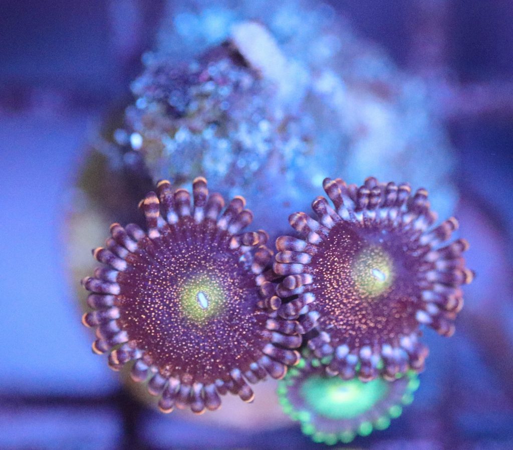 Frag Box Corals