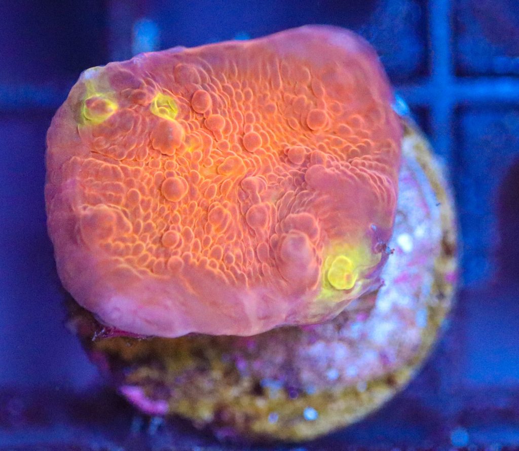 Frag Box Corals