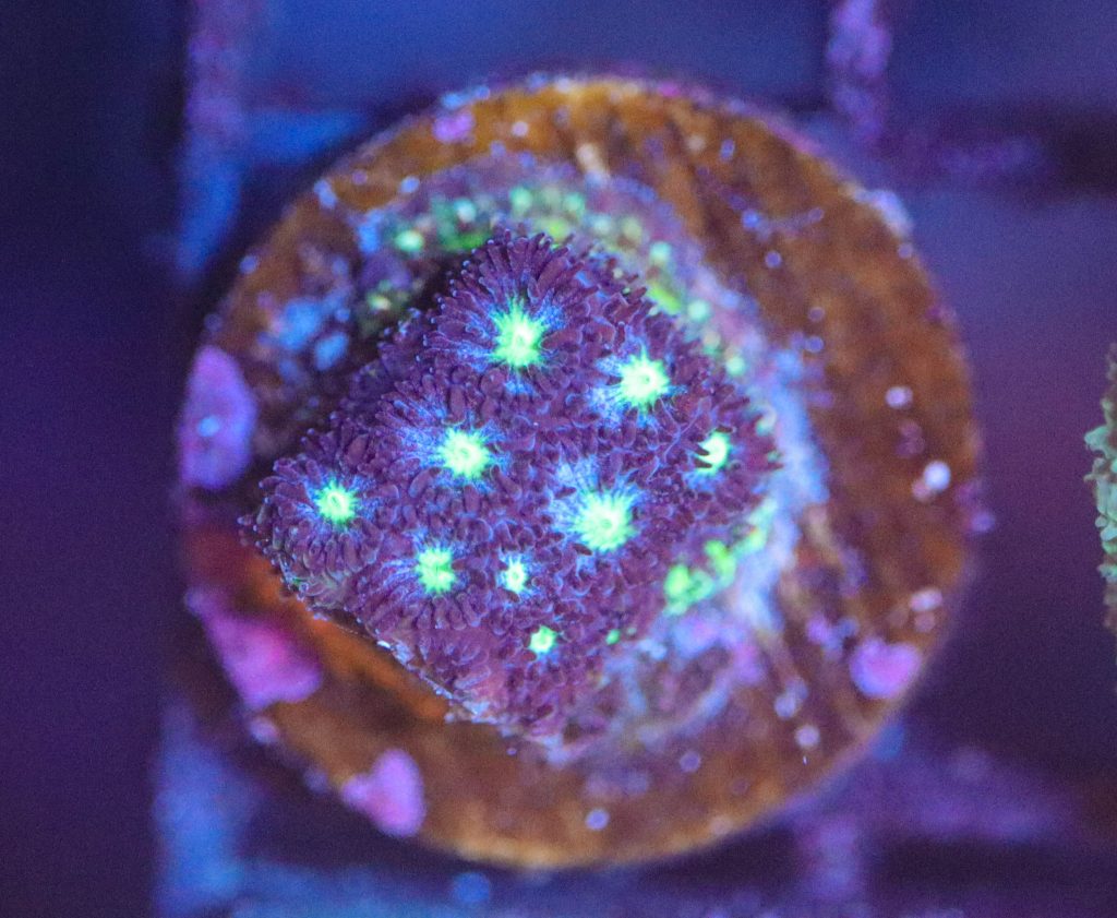 Frag Box Corals