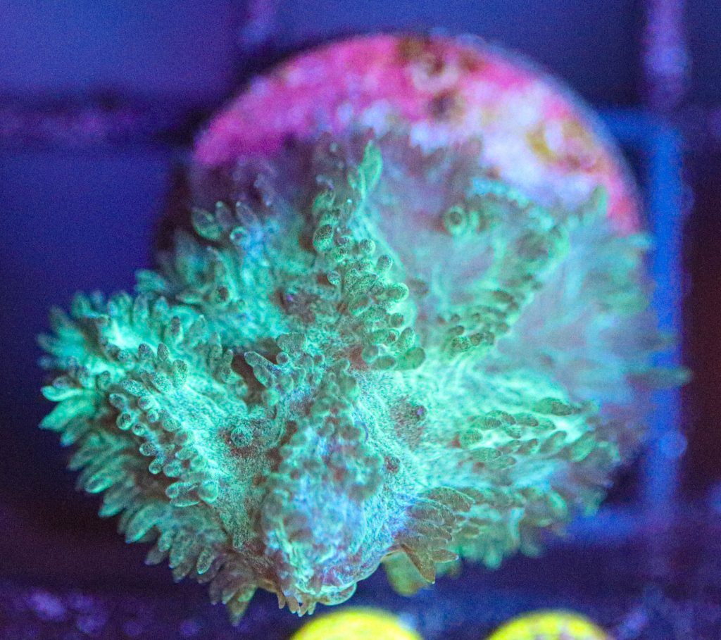 Frag Box Corals