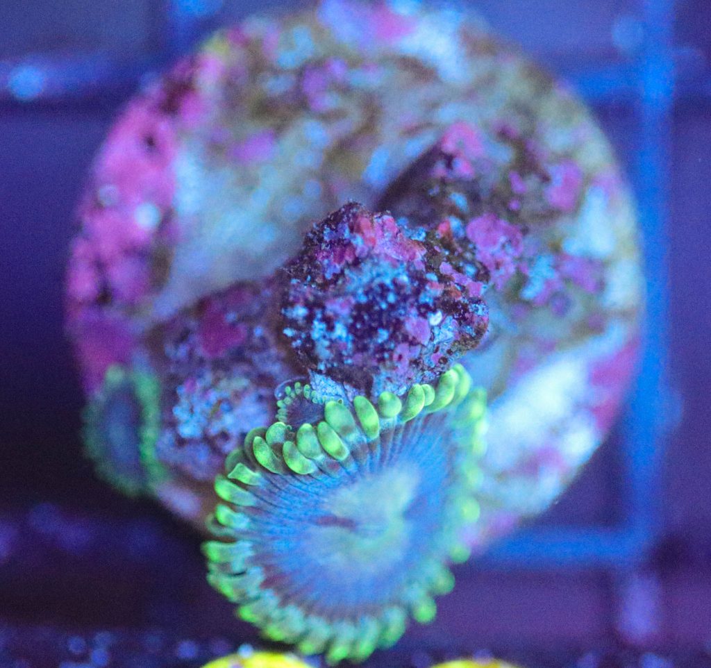 Frag Box Corals