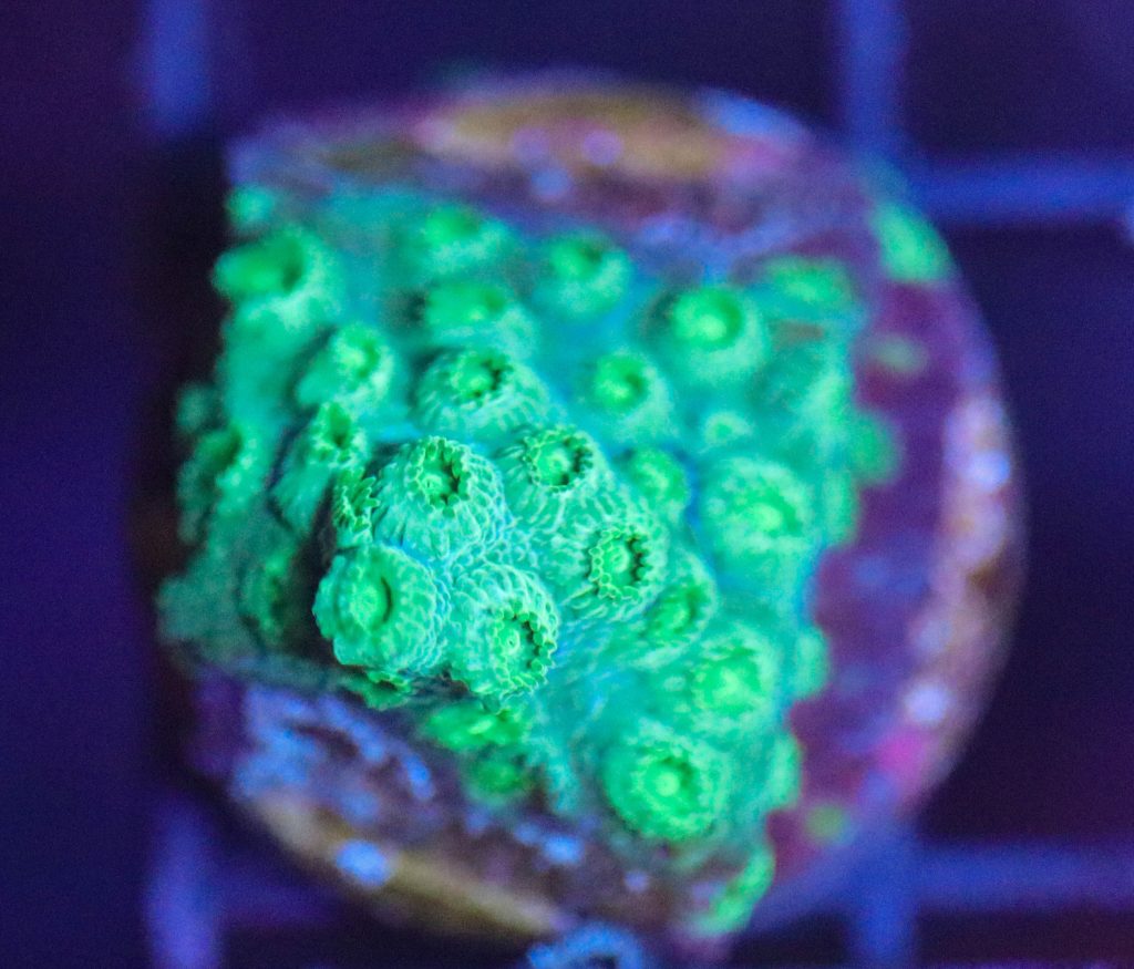 Frag Box Corals