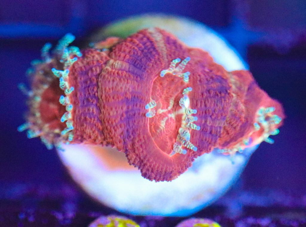 Frag Box Corals