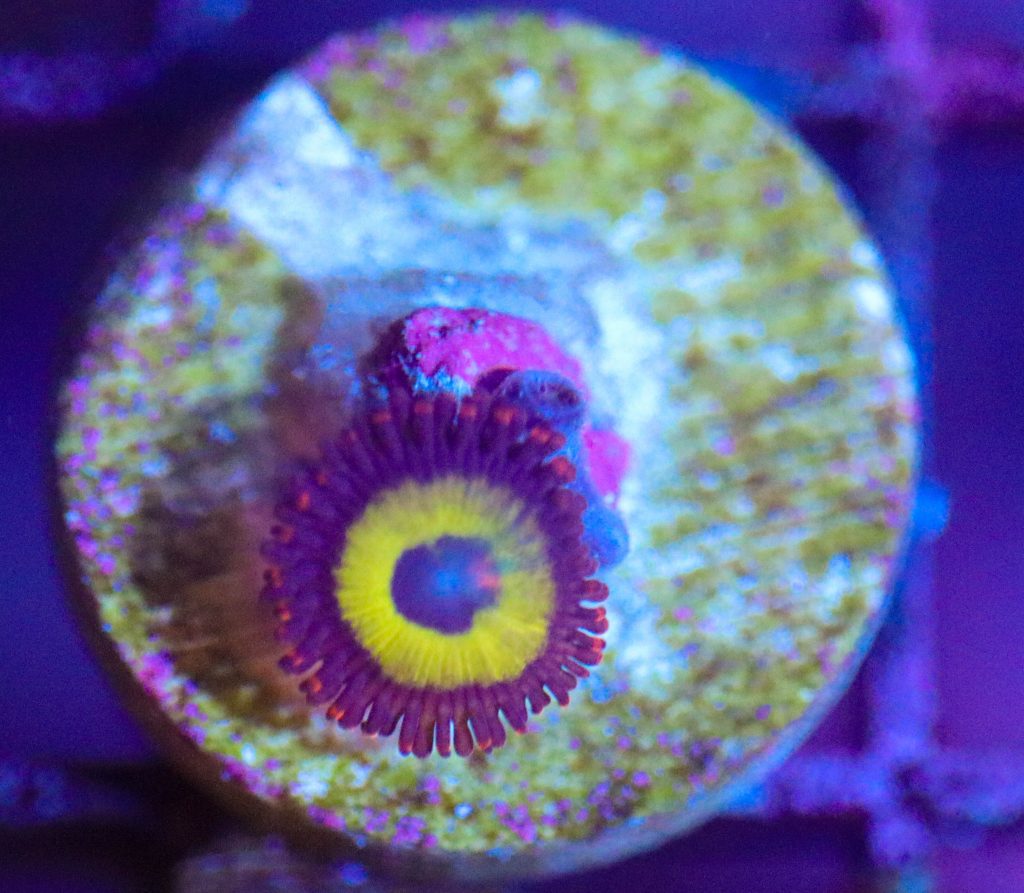 Frag Box Corals